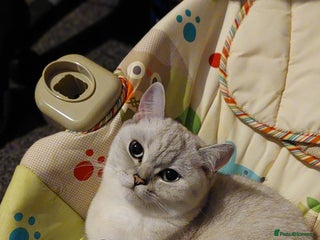 British Shorthair cats 2year Old chinchilla BS girl - Advert 1