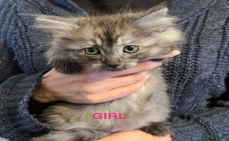 Ragdoll cats - Advert 3