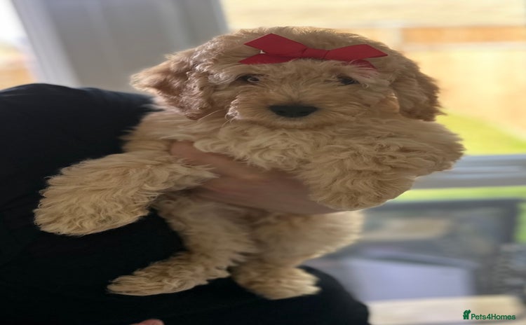 Cockapoo dogs - Advert 1