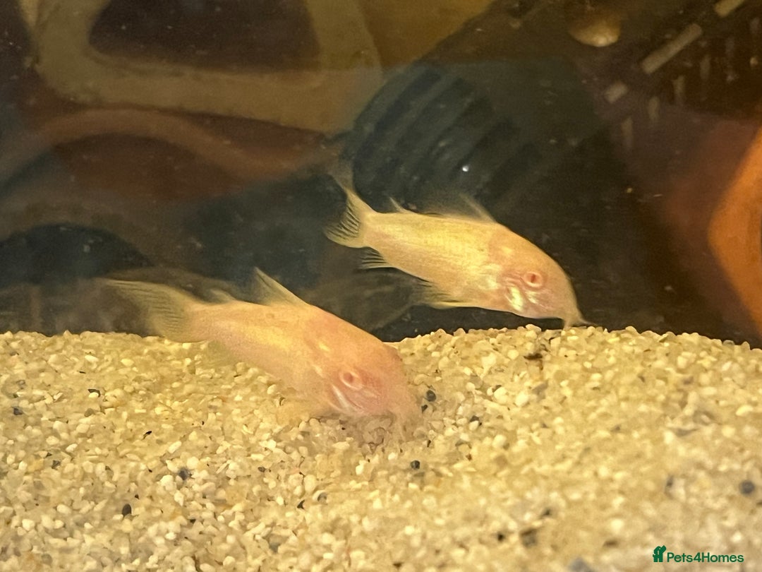 Corys fish for sale: Albino corys. Beautiful iridescent colour - Image 2
