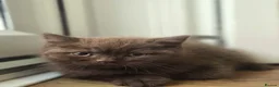 British Shorthair cats for sale: Chocolate & Cinnamon ⭐ British Shorthair Kittens  - Advert 23