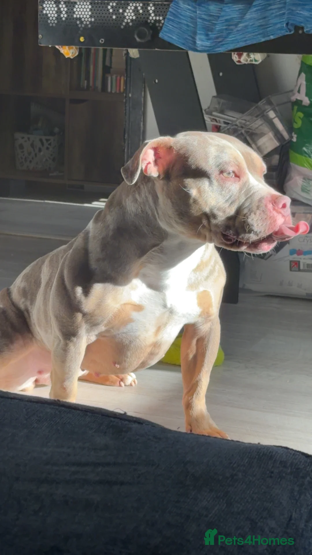 American Bully dogs for sale: Vivienne 3 year old pocket bully  - Advert 2