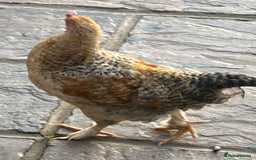 Chickens poultry for sale: 3 beautiful cockerels to rehome  - Image 5