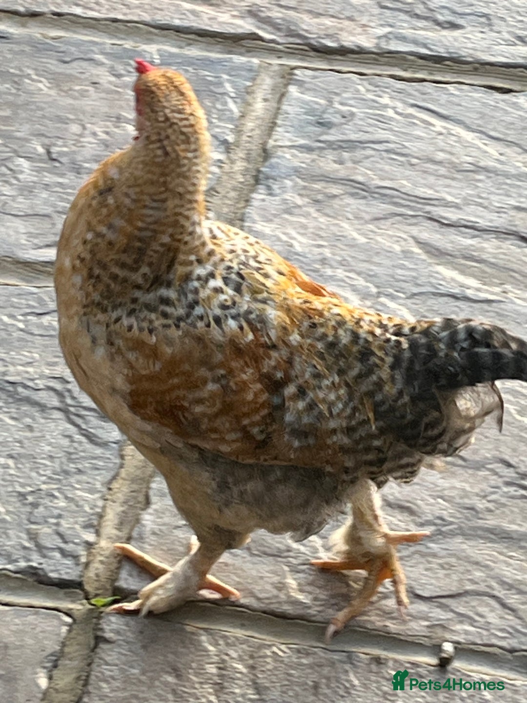 Chickens poultry for sale: 3 beautiful cockerels to rehome  - Image 5
