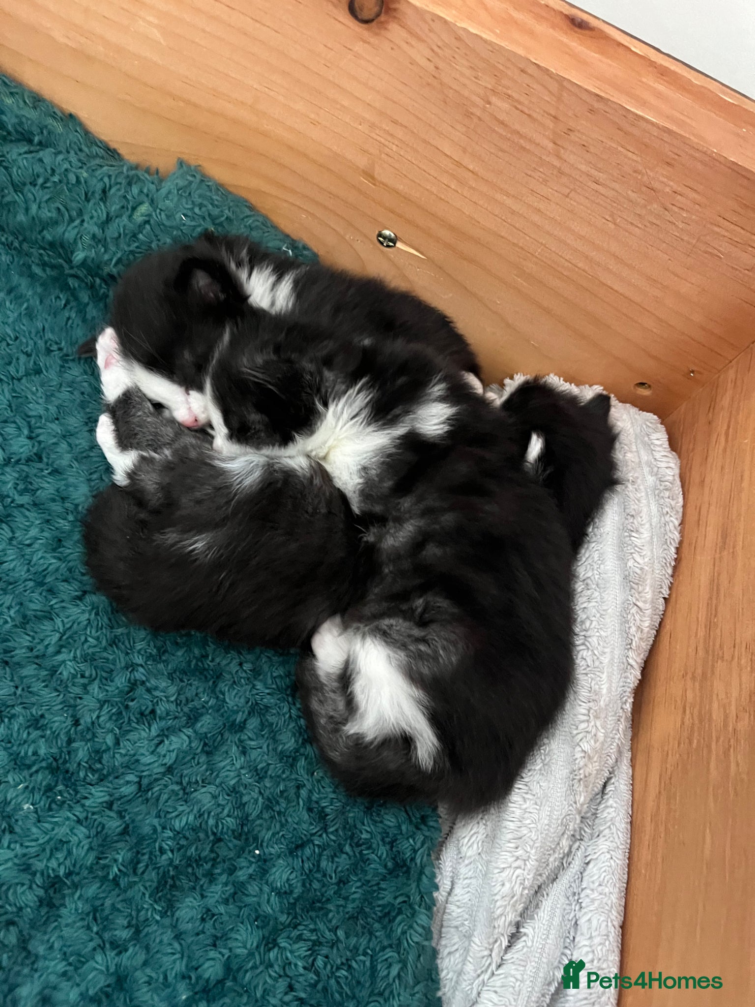 Mixed Breed cats 2 kittens ready 15/05 - Advert 1