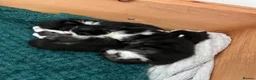 Mixed Breed cats for sale: 2 kittens ready 15/05 in Peterborough - Advert 1