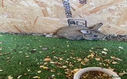 Rex rabbits for sale: Rex rabbits  - Image 17