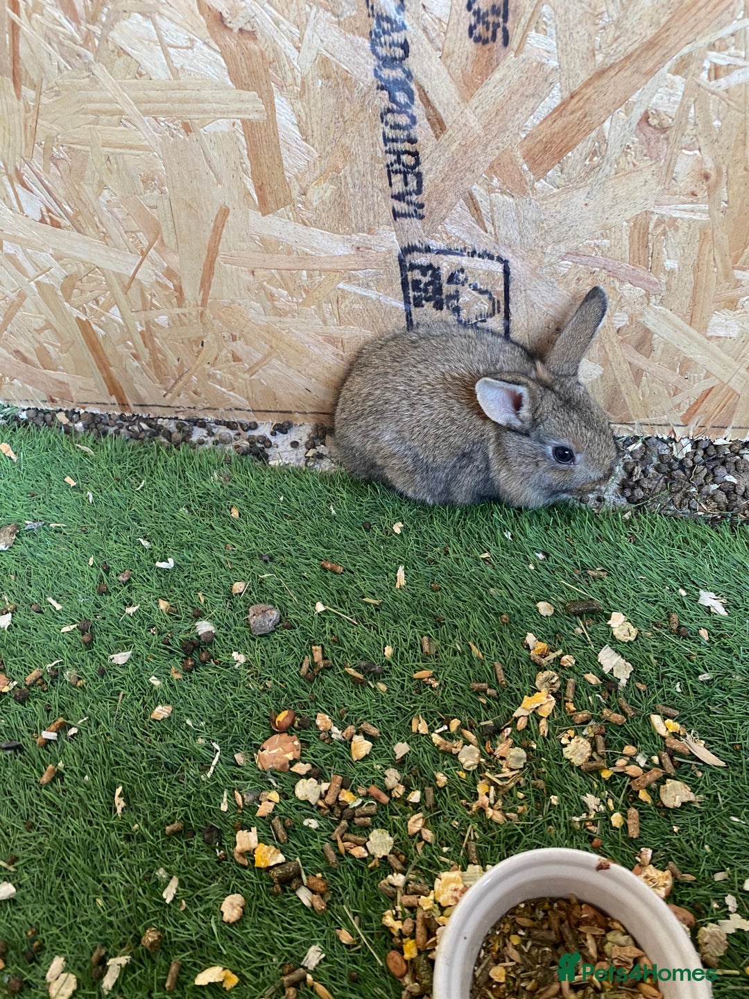 Rex rabbits for sale: Rex rabbits  - Image 17