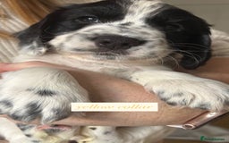 Sprocker dogs for sale: Sprocker puppies. Ready to leave 10th October.  - Image 31
