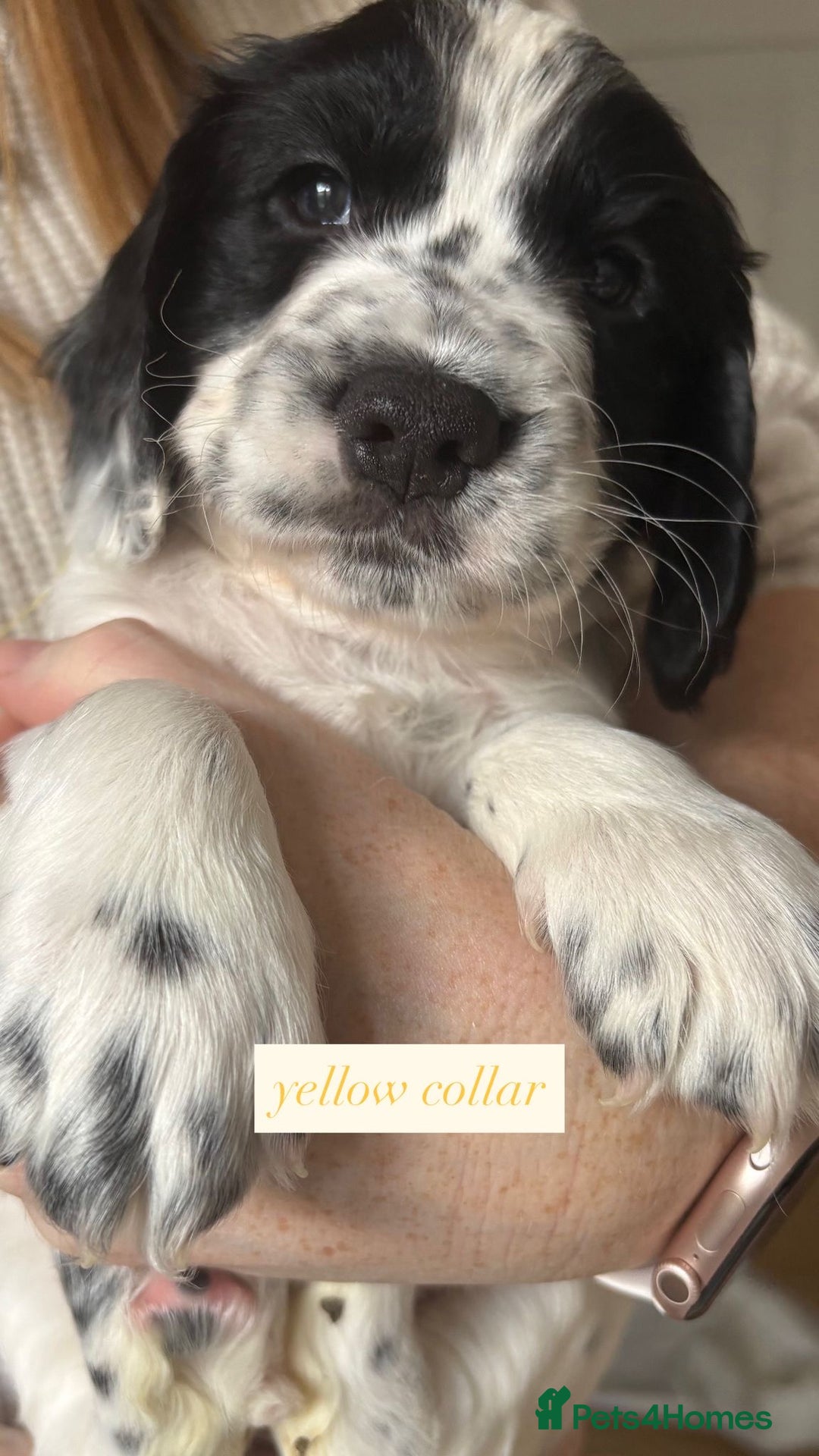 Sprocker dogs for sale: Sprocker puppies. Ready to leave 10th October.  - Image 31