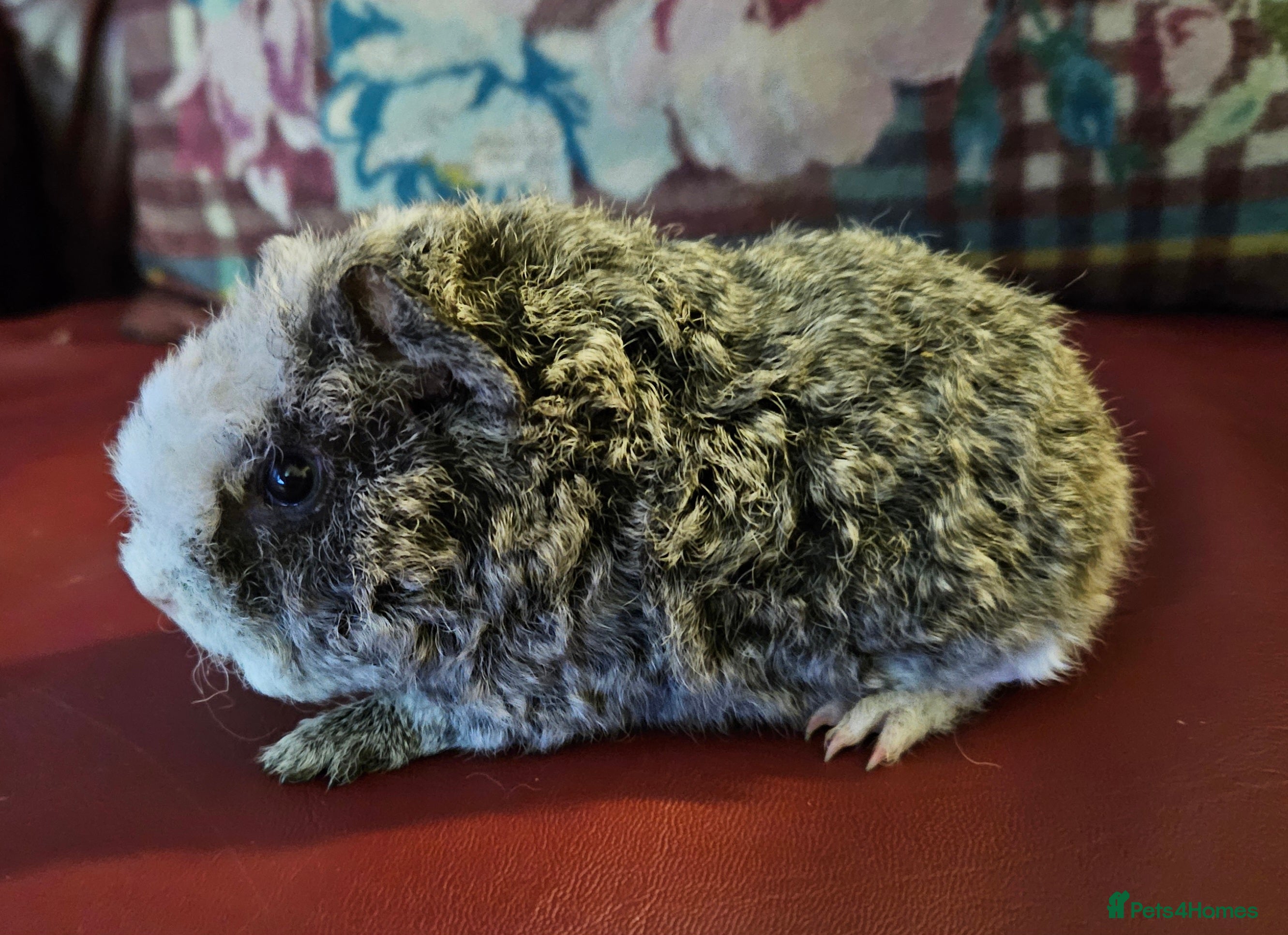 Guinea Pig rodents Beautiful funky babies - Advert 17