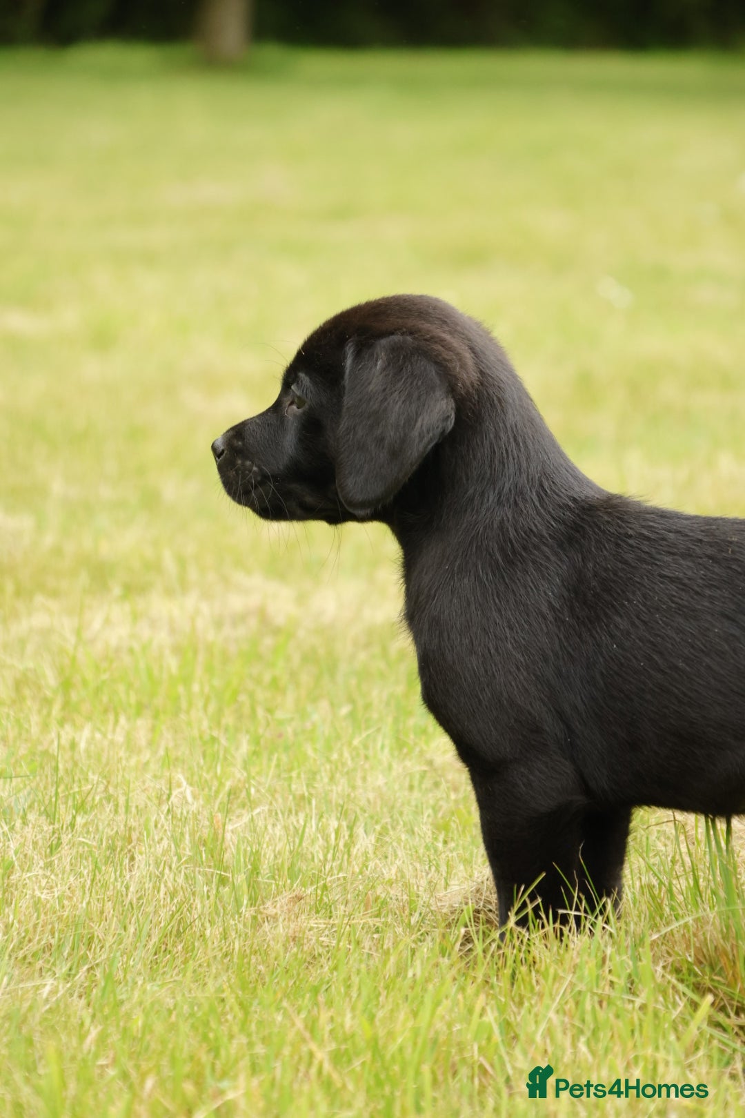 Labrador Retriever dogs Family or working  pet KC Black Labrador Pups - Advert 9