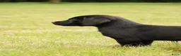 Labrador Retriever dogs for sale: Working KC Black Labrador Pups - Advert 12