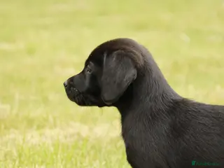 Labrador Retriever dogs Family or working pet KC Black Labrador Pups - Advert 9
