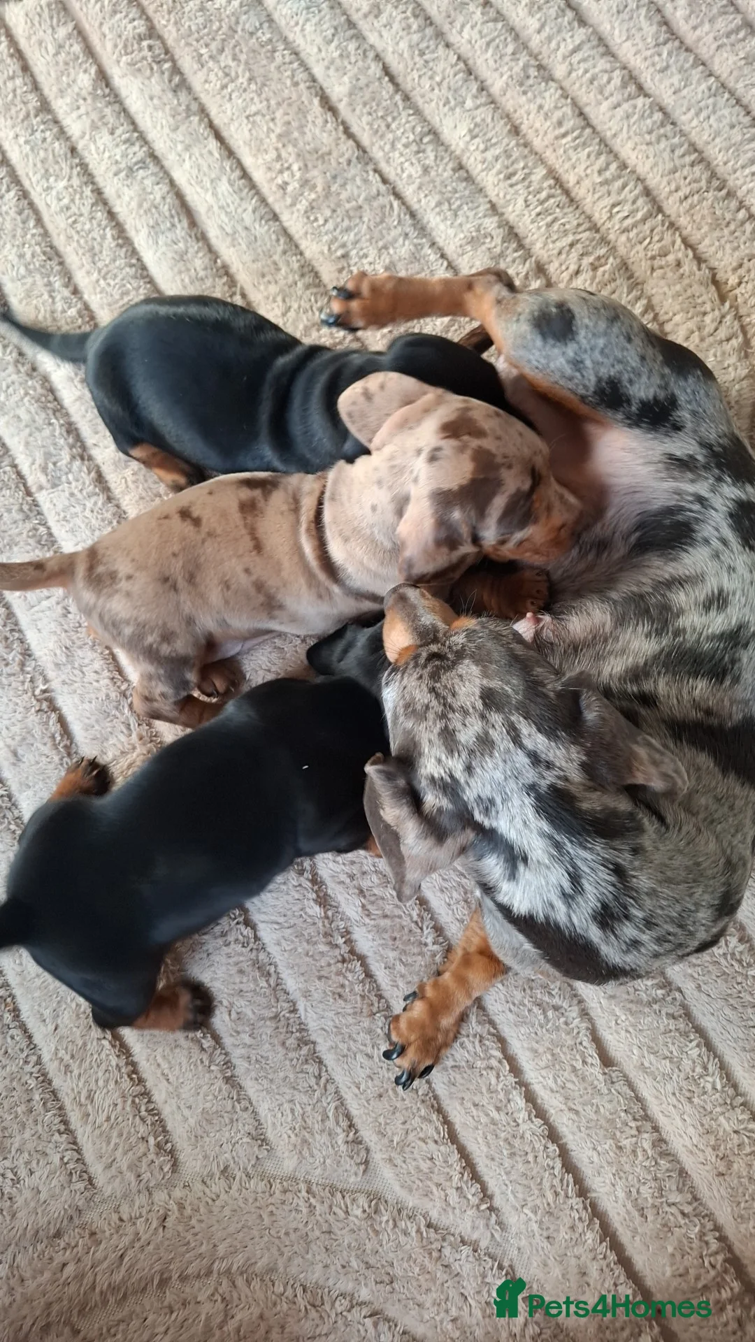 Miniature Dachshund dogs for sale: Miniature Dachshunds  - Advert 7