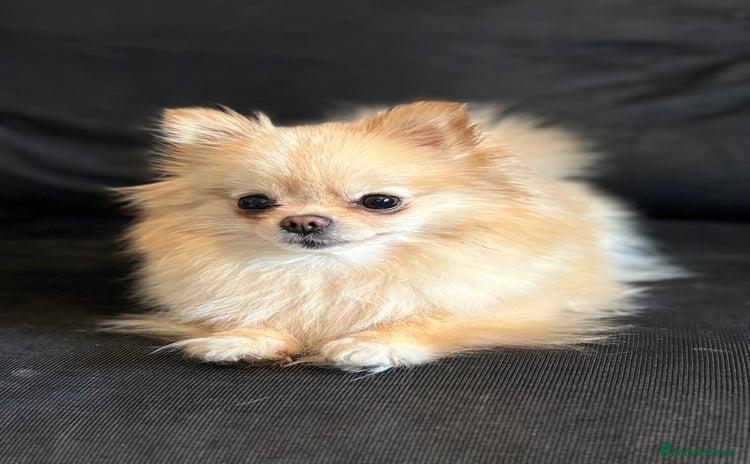 Pomeranian dogs - Advert 1