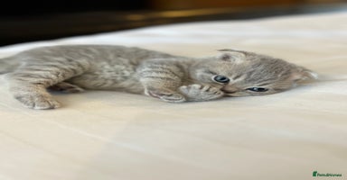 Scottish Fold cats - Advert 5