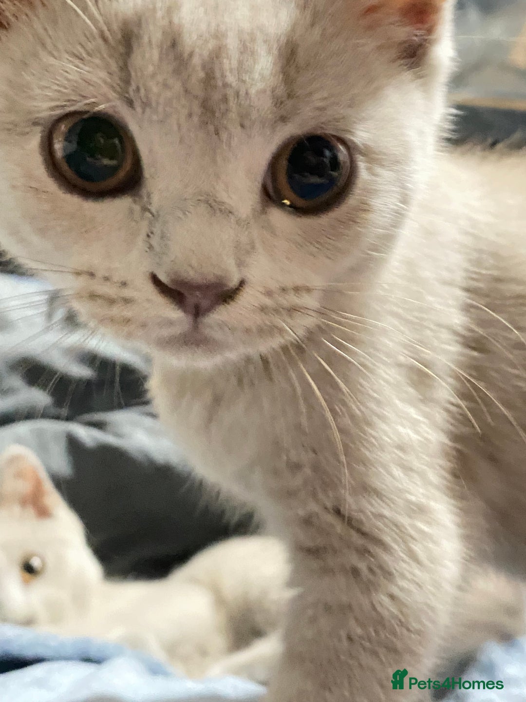 British Shorthair cats for sale: ✨Pure bred  chunky British shorthairs ✨ - Image 7