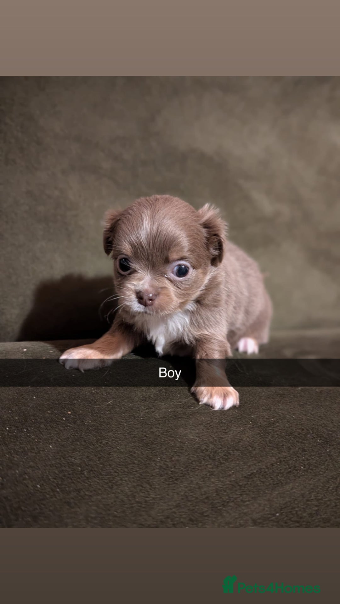 Chihuahua dogs for sale: ONLY 3 BOYS LEFT! pedigree chihuahua puppies - Advert 4