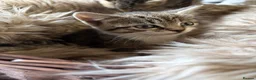 Mixed Breed cats for sale: Beautiful tabby and ghost tabby kittens  - Advert 10
