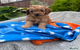 Cockapoo dogs for sale: F1b Cockapoo Puppies Ready Soon for Loving Homes - Image 22