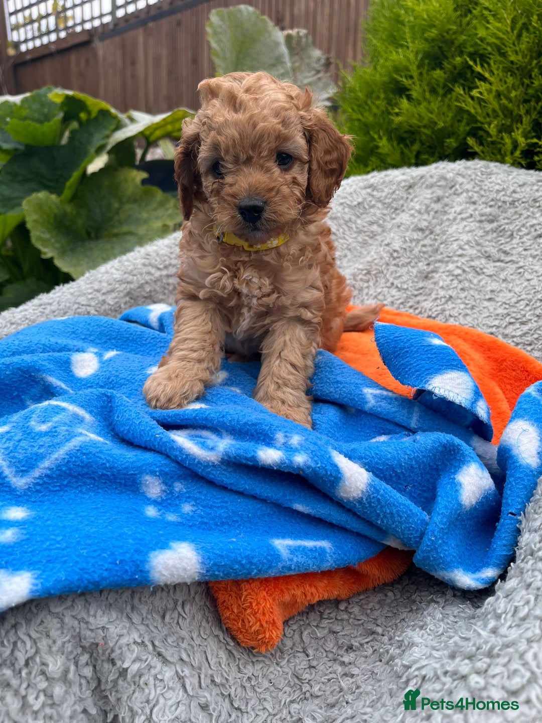 Cockapoo dogs for sale: F1b Cockapoo Puppies Ready Soon for Loving Homes - Image 22