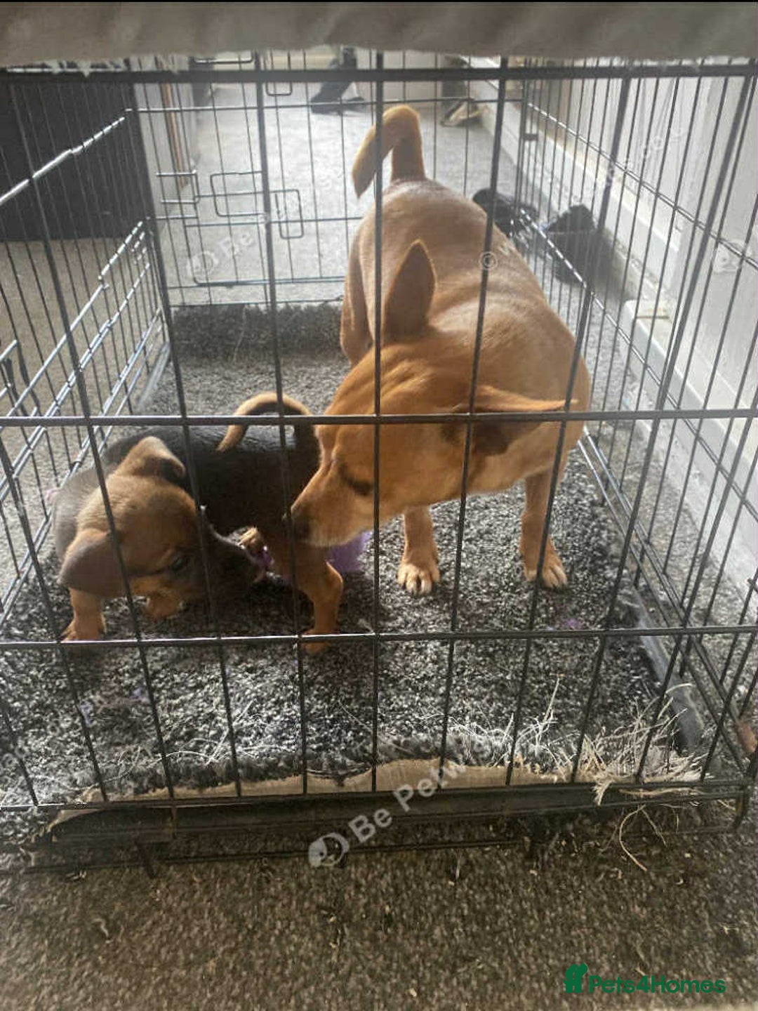 Mixed Breed dogs for sale: 1 Female Jack Russel cross Chihuahua - Image 4