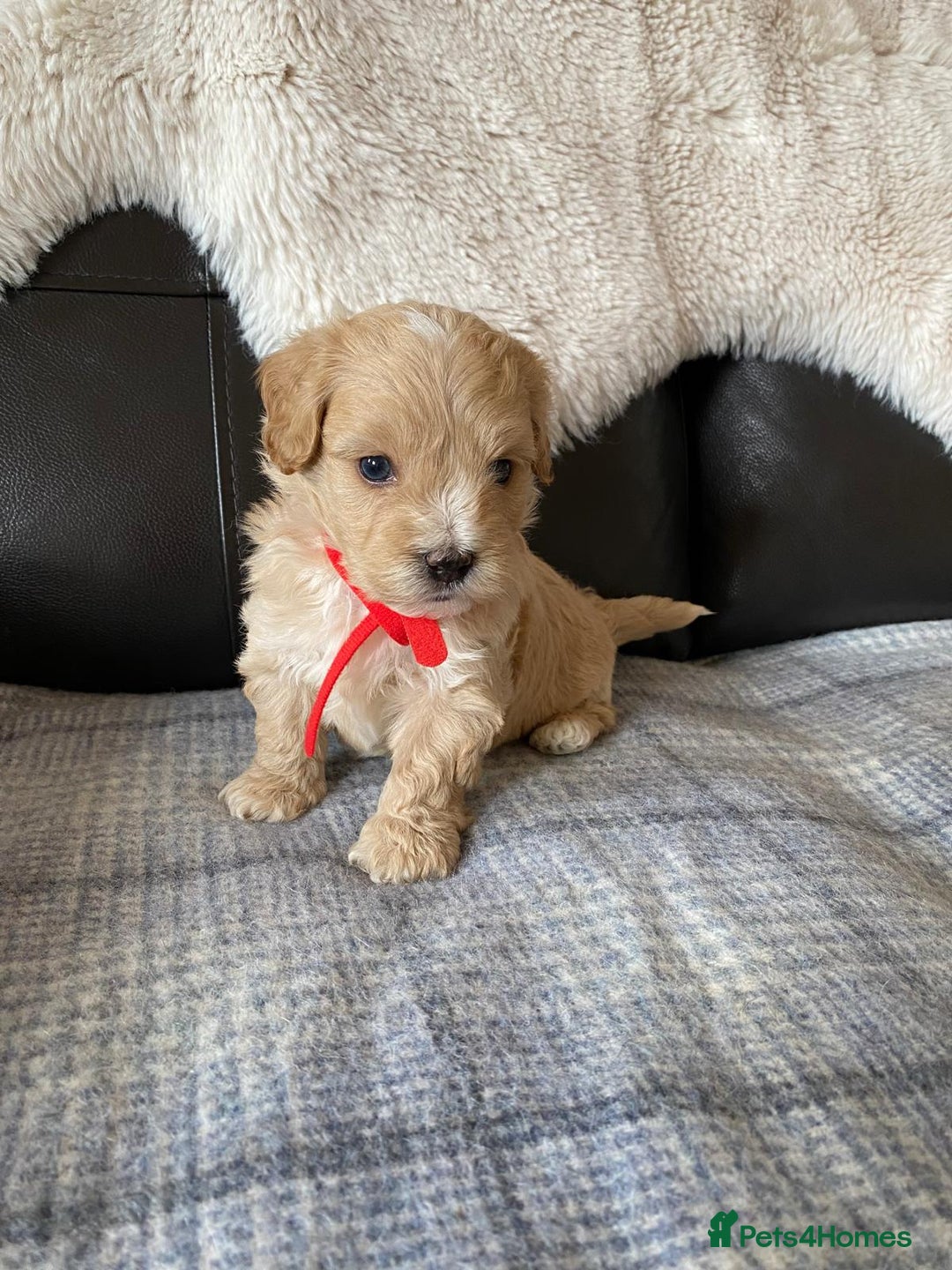 Maltipoo dogs for sale: Gorgeous f1 maltpoos health tested parents  - Image 5