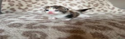 Mixed Breed cats for sale: Beautiful litter of kittens available! - Advert 12