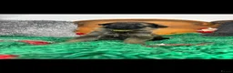 German Shepherd dogs for sale: 9 German shepherd puppies - Advert 4