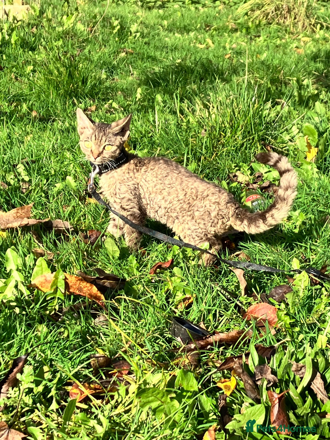 Devon Rex cats for sale: GCCF registered - Devon Rex Kittens - Advert 4