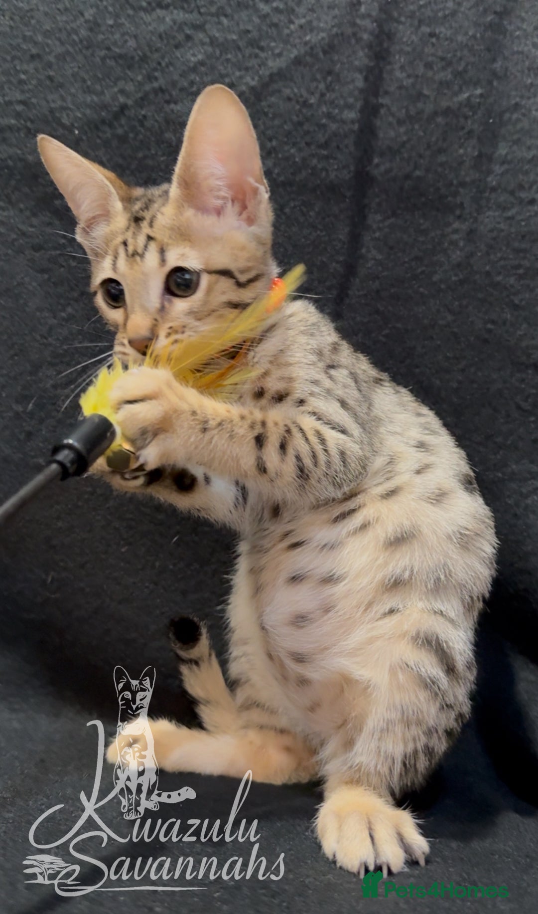 Savannah cats for sale: 12 Weeks Old 5*! -Exceptional Quality Tica Registr - Advert 9