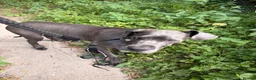 Great Dane dogs for sale: Blue Great Dane Male - Advert 3