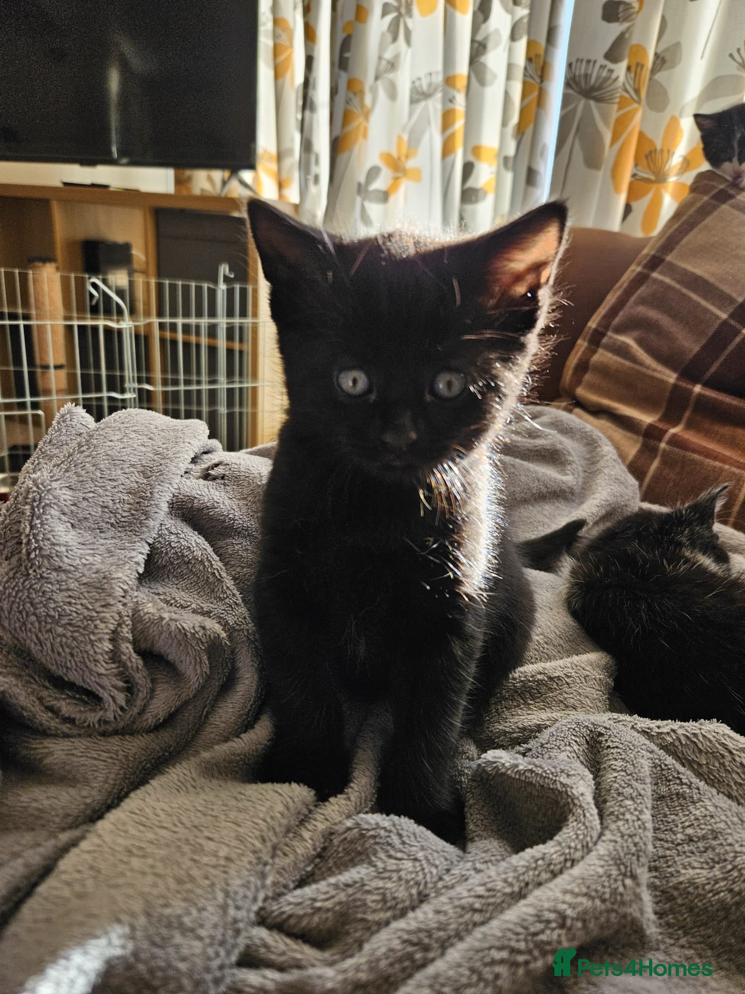 Mixed Breed cats 4 x kittens for sale - Advert 1