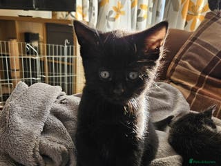 Mixed Breed cats 4 x kittens for sale - Advert 1