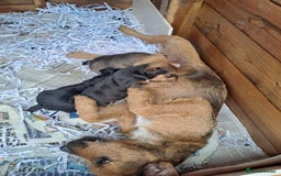 Mixed Breed dogs for sale: Border lakeland jack Russel puppies  - Image 10