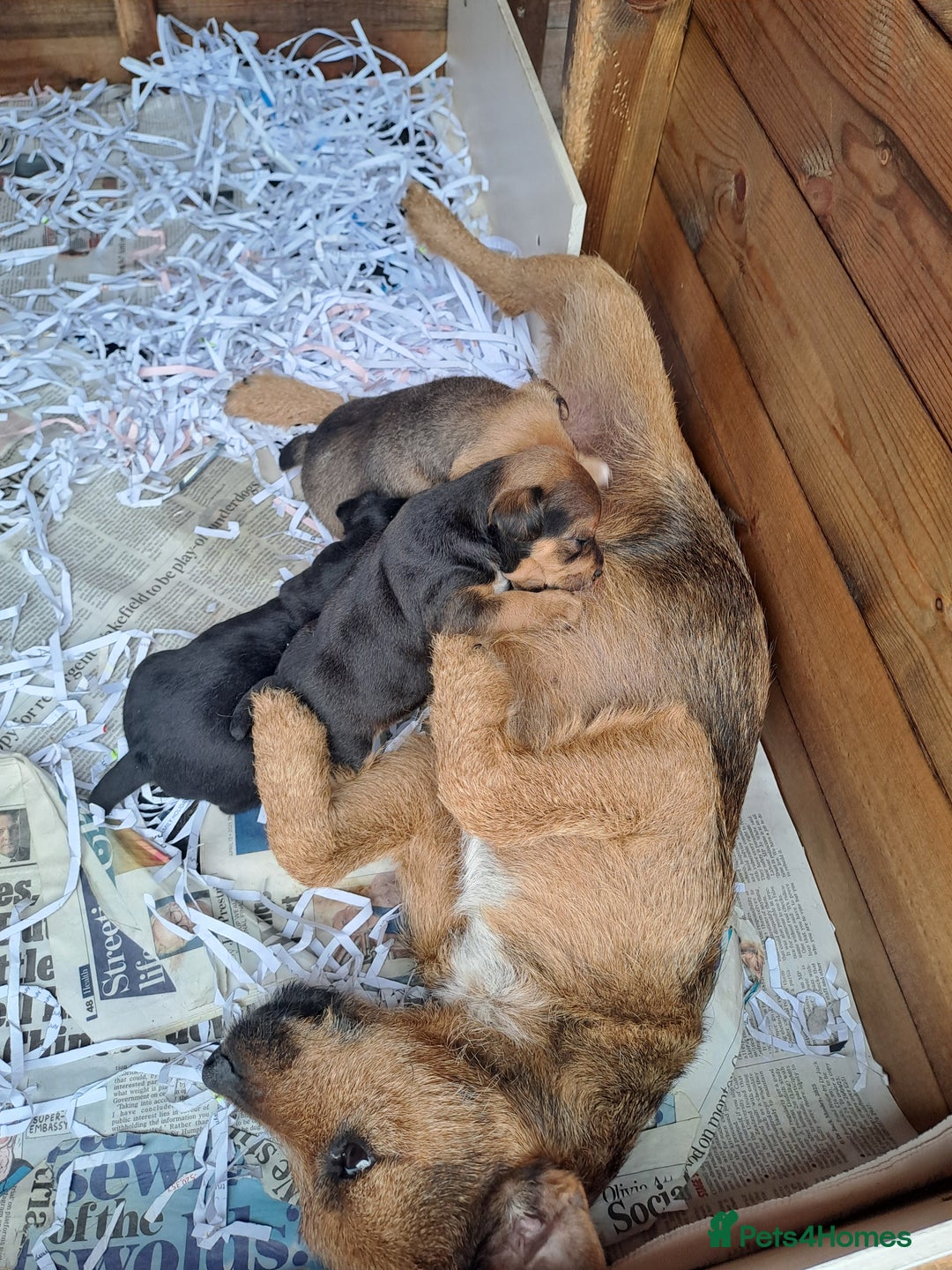 Mixed Breed dogs for sale: Border lakeland jack Russel puppies  - Image 10