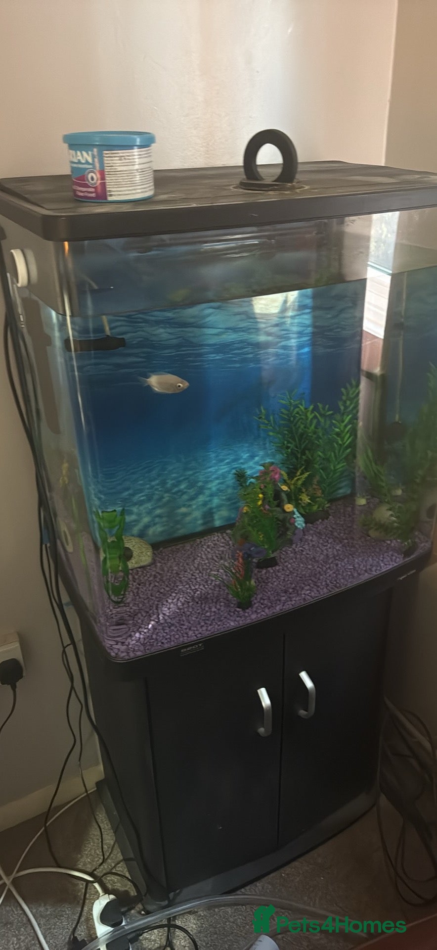 Bettas fish Fish tank with two tropical fish and four frogs  - Advert 1