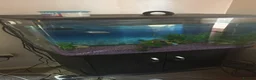 Bettas fish for sale: Fish tank with two tropical fish and four frogs  - Advert 1