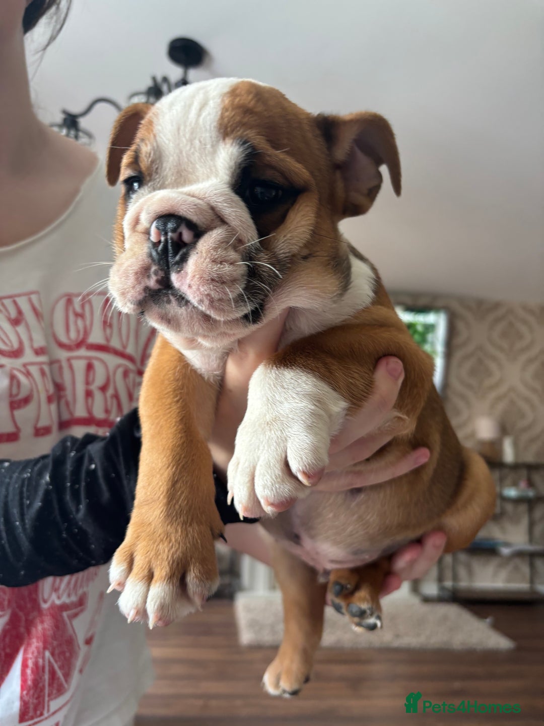 English Bulldog dogs for sale: English bulldog puppies  - Image 16