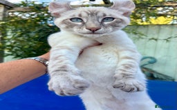 Bengal cats for sale: Stunning rare female  - Image 21