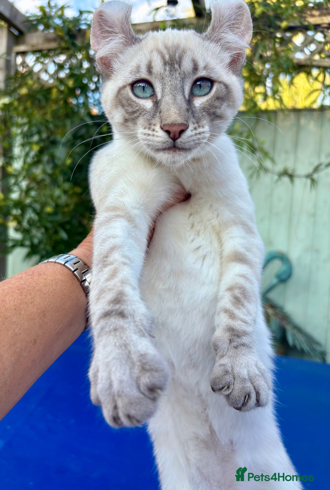 Bengal cats for sale: Stunning rare female  - Image 21