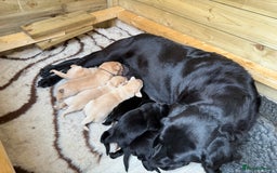 Labrador Retriever dogs for sale: Perfect lab puppy’s  - Image 7