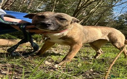 Mixed Breed dogs for adoption: Phoenix - Norwich Norfolk  - Image 12