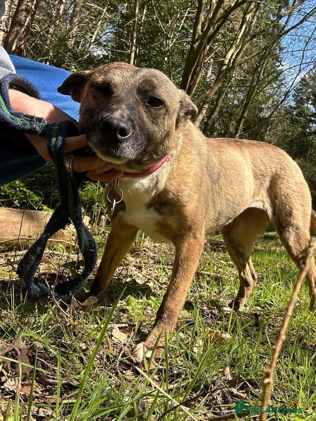 Mixed Breed dogs for adoption: Phoenix - Norwich Norfolk  - Image 12
