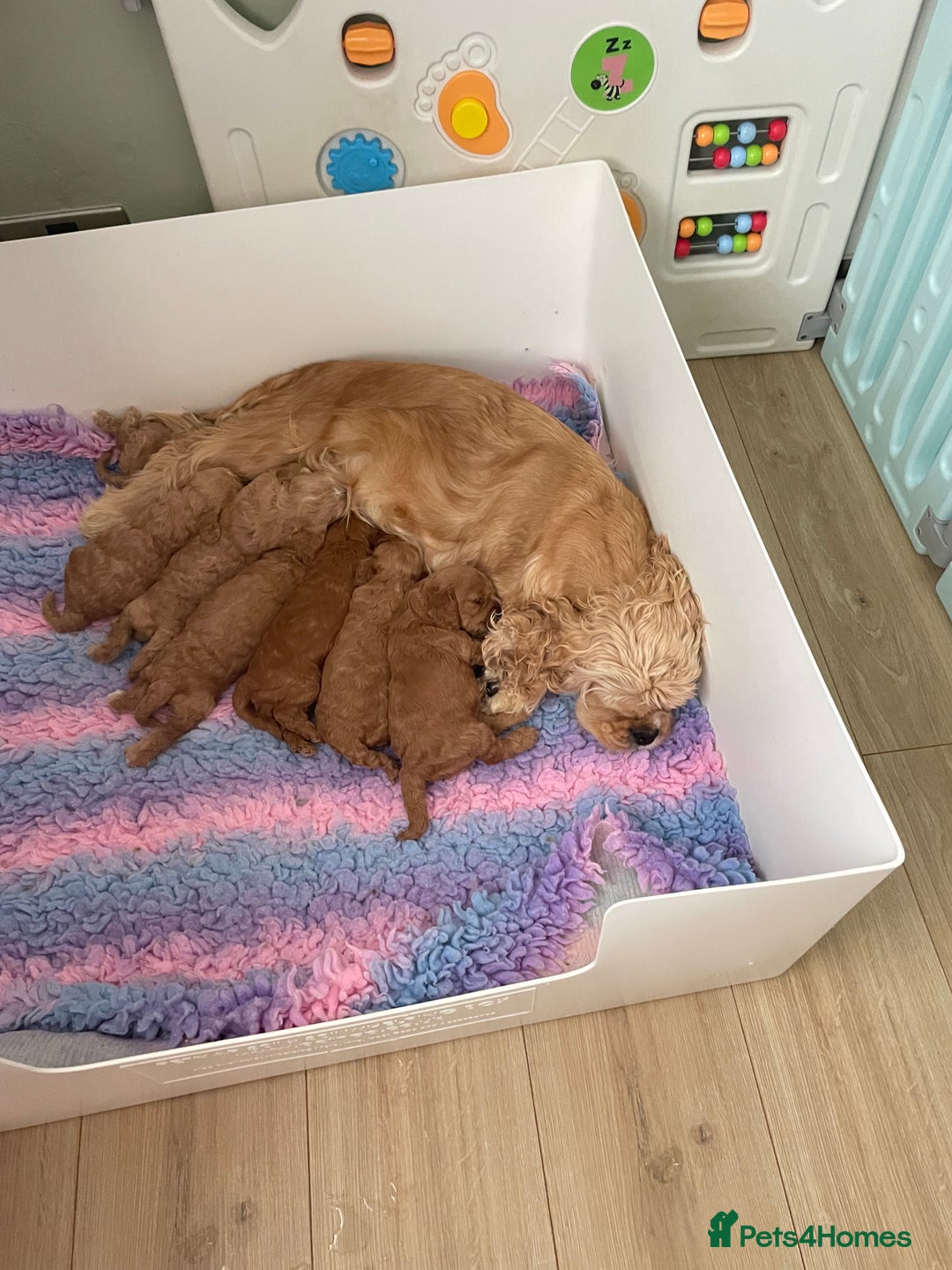 Cockapoo dogs for sale: Toy Yankee doodles American cockapoo - Image 13