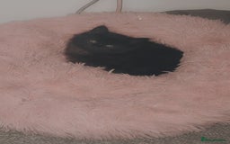 Mixed Breed cats for sale: 2 uniquely marked black kittens  - Image 2