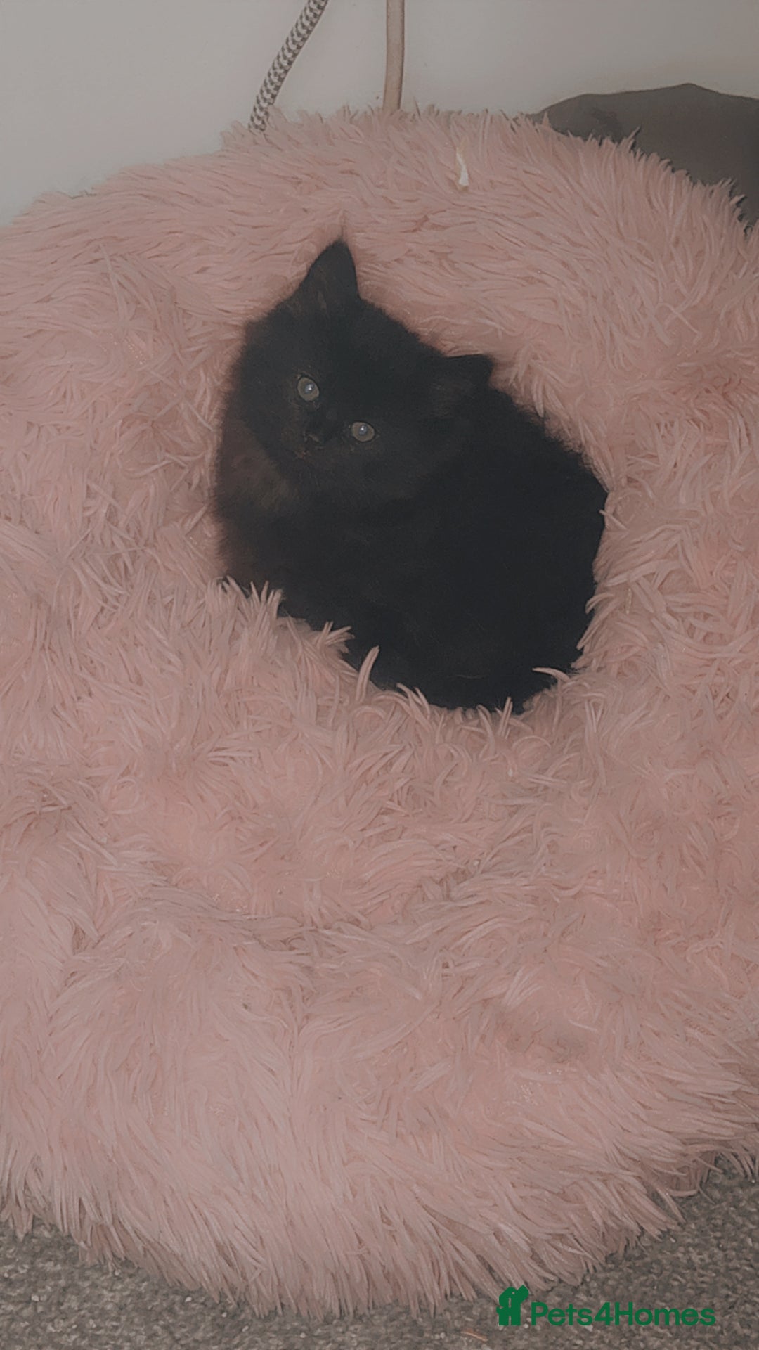 Mixed Breed cats for sale: 2 uniquely marked black kittens  - Image 2