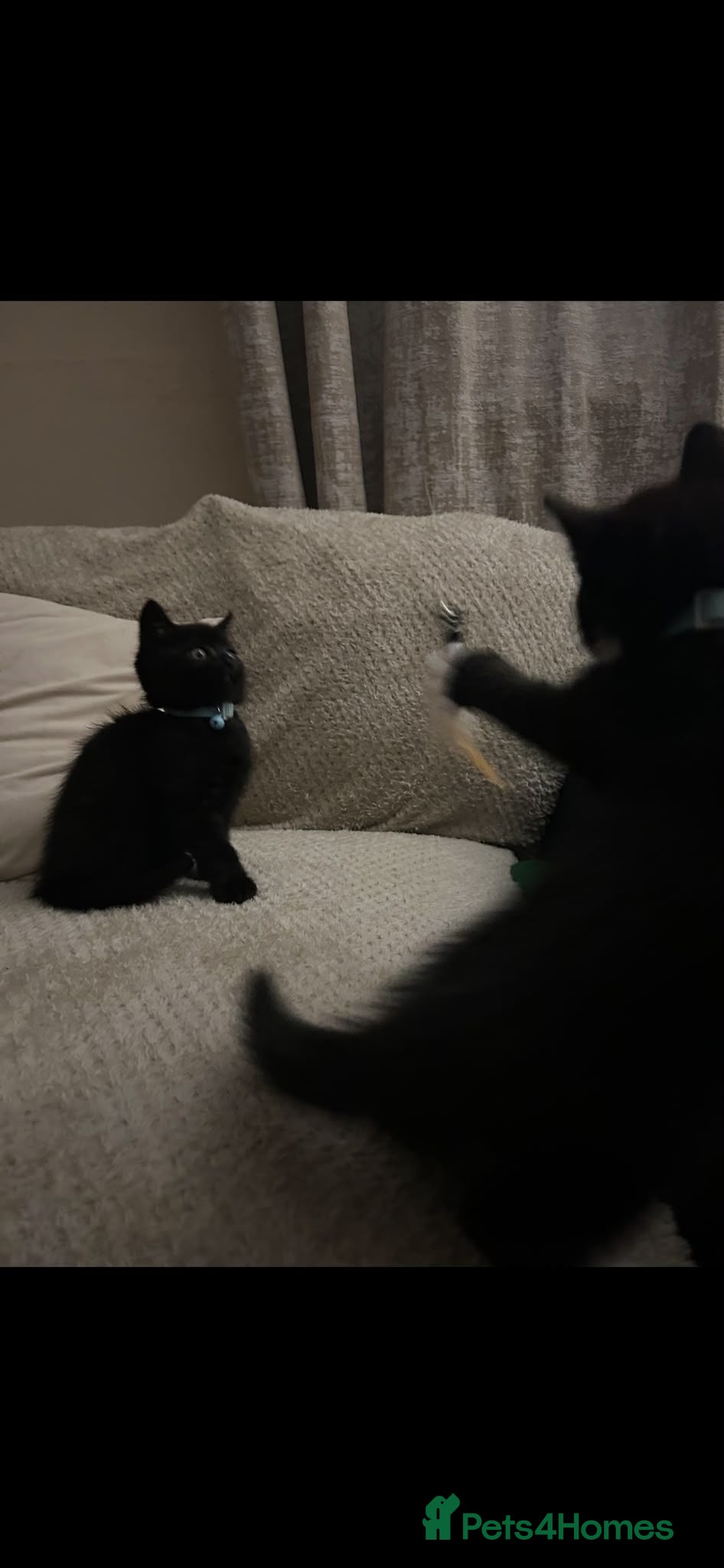 British Shorthair cats Beautiful British short hair cross kittens - Advert 2