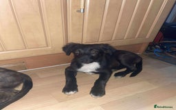 Border Collie dogs for sale: Border collie puppy’s for sale  - Image 3